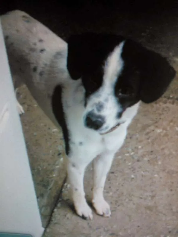 Cachorro raça Indefinida idade 6 ou mais anos nome Fred
