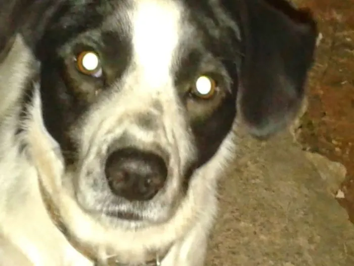 Cachorro raça Indefinida idade 6 ou mais anos nome Fred