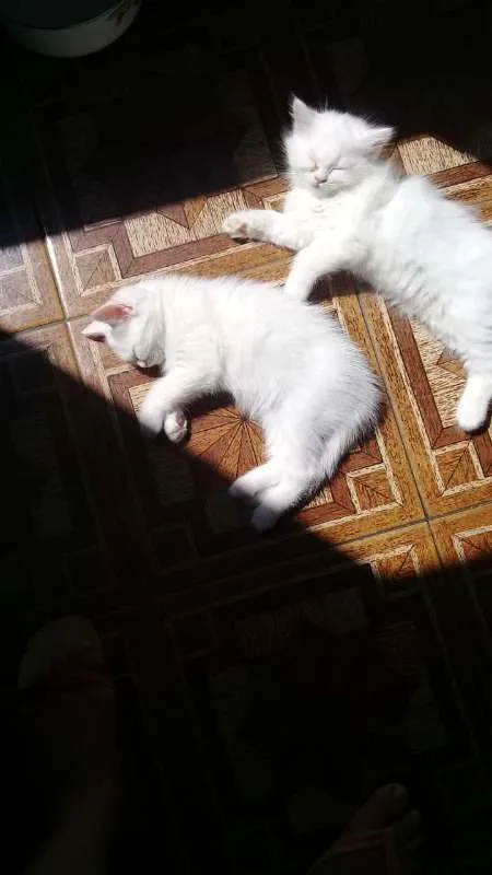 Gato ra a  idade Abaixo de 2 meses nome Sem nome 2