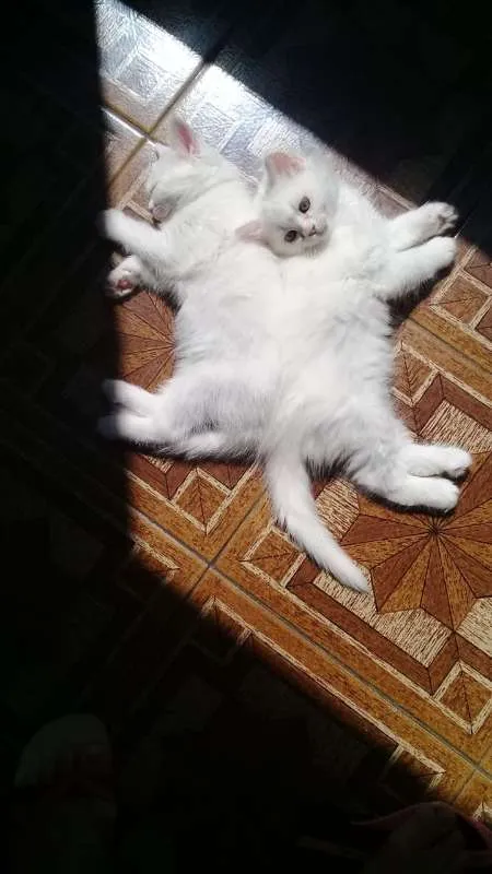Gato ra a  idade Abaixo de 2 meses nome Sem nome 2
