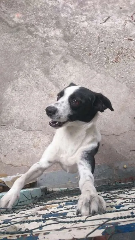 Cachorro raça Indefinida idade 6 ou mais anos nome Fred