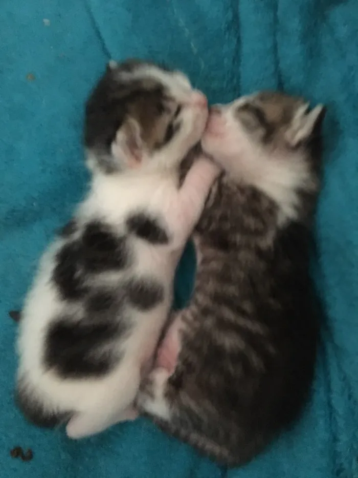Gato ra a SRD idade Abaixo de 2 meses nome Sem nome 