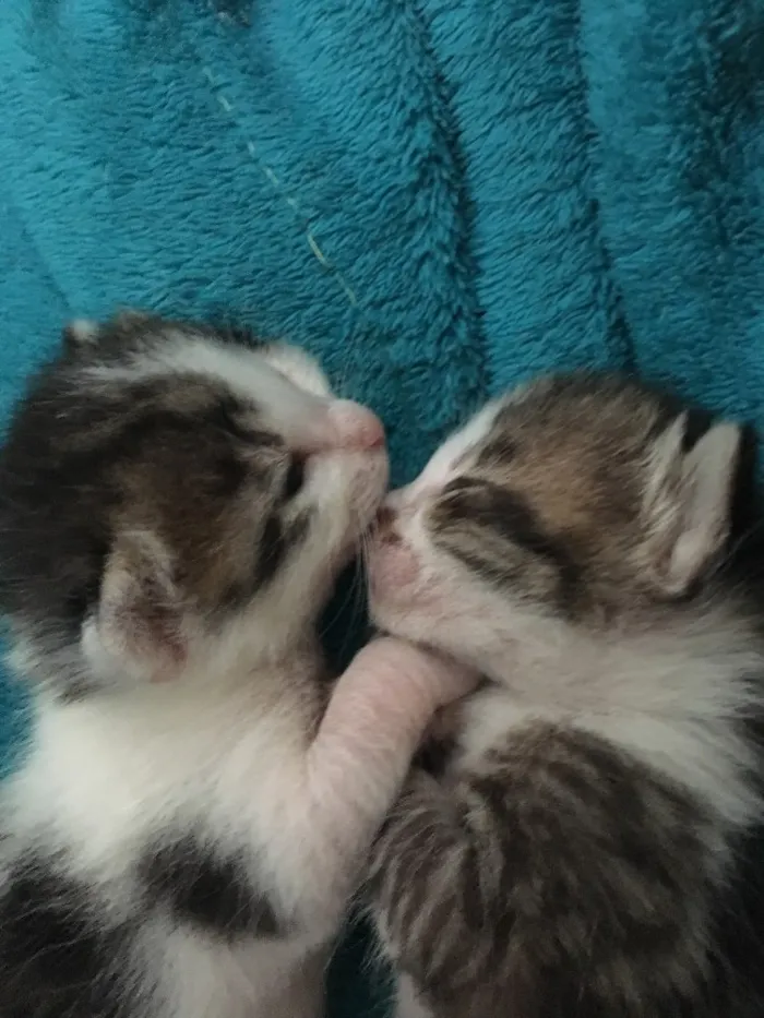 Gato ra a SRD idade Abaixo de 2 meses nome Sem nome 