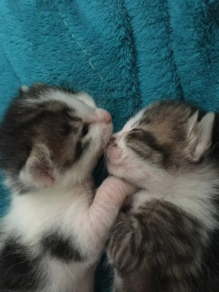 Gato ra a SRD idade Abaixo de 2 meses nome Sem nome 