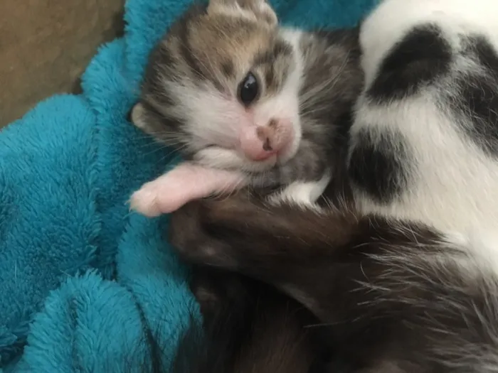 Gato ra a SRD idade Abaixo de 2 meses nome Sem nome 