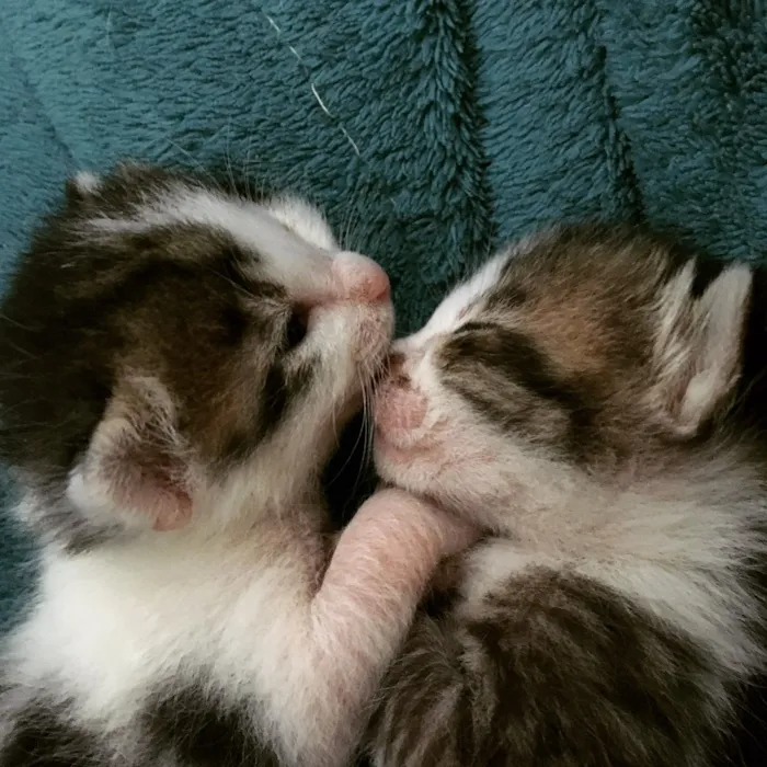 Gato ra a SRD idade Abaixo de 2 meses nome Sem nome 