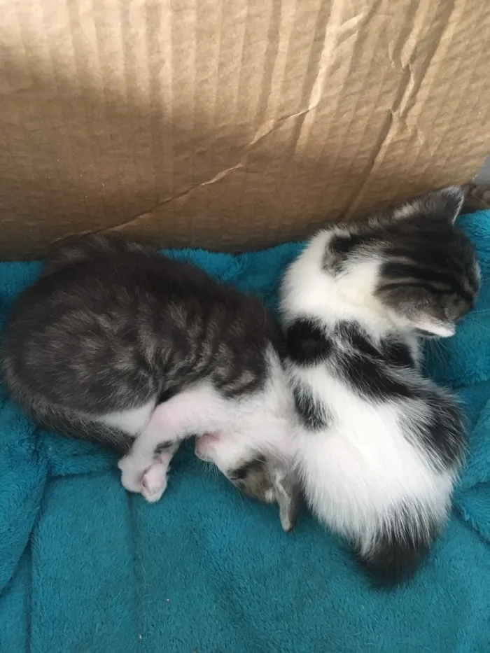 Gato ra a SRD idade Abaixo de 2 meses nome Sem nome 