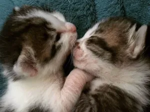 Gato raça SRD idade Abaixo de 2 meses nome Sem nome 