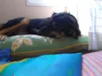 Peralta