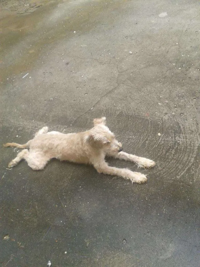 Cachorro raça indefinida idade 1 ano nome dudu