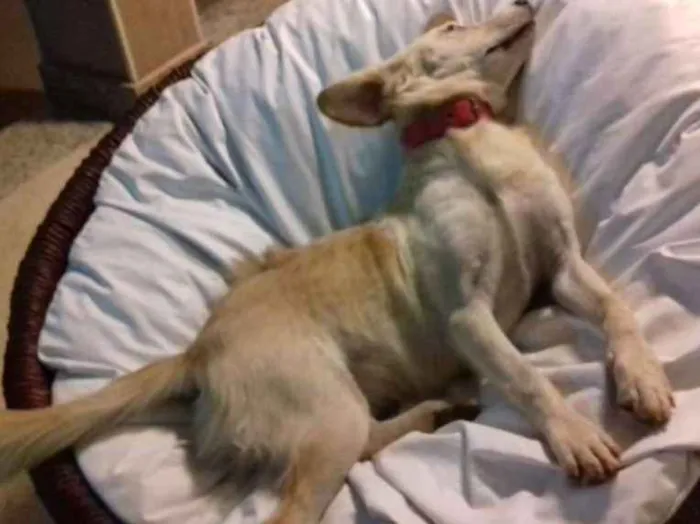 Cachorro ra a Nao definida idade 1 ano nome Clara