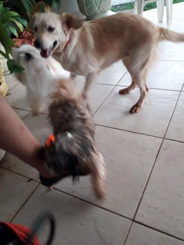 Cachorro ra a Nao definida idade 1 ano nome Clara