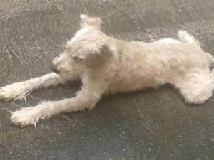 Cachorro raça indefinida idade 1 ano nome dudu