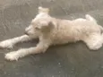 dudu