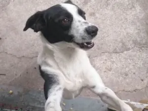 Cachorro raça Indefinida idade 6 ou mais anos nome Fred