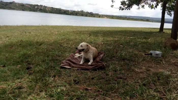Cachorro ra a Nao definida idade 1 ano nome Clara