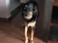 Peralta