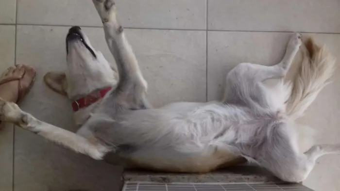 Cachorro ra a Nao definida idade 1 ano nome Clara
