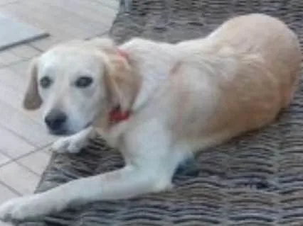 Cachorro ra a Nao definida idade 1 ano nome Clara