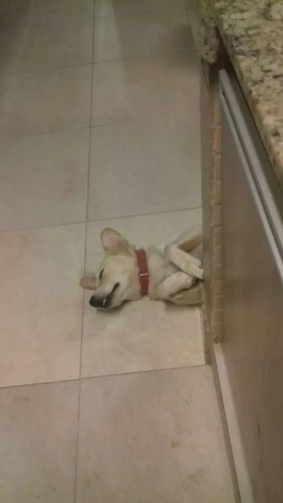 Cachorro ra a Nao definida idade 1 ano nome Clara