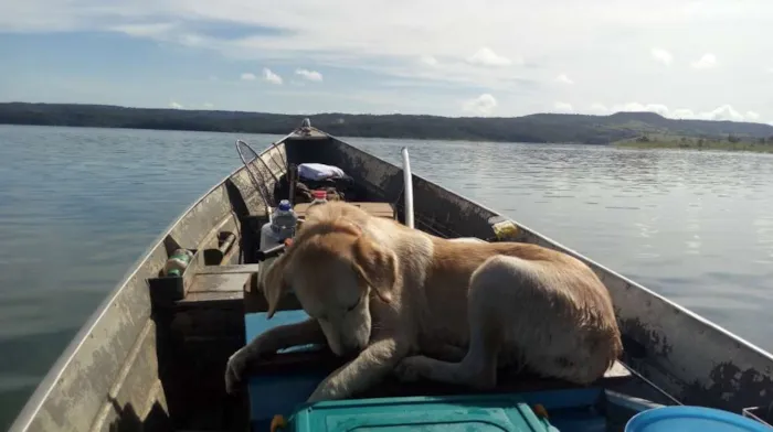 Cachorro ra a Nao definida idade 1 ano nome Clara