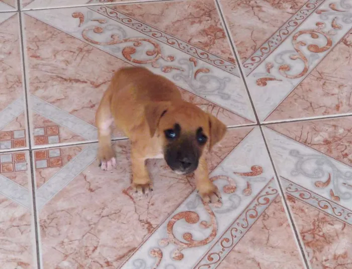 Cachorro raça Mestiça idade 2 a 6 meses nome Sheide