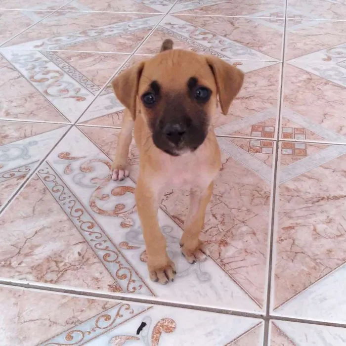 Cachorro raça Mestiça idade 2 a 6 meses nome Sheide
