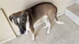 Meg