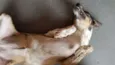 Meg