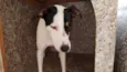 Bella