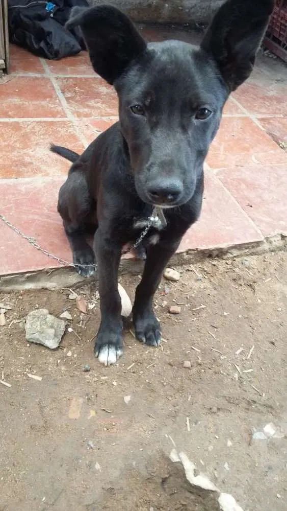 Cachorro ra a Vira lata idade 2 a 6 meses nome Neguinho