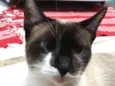 Leia