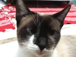 Gato raça SRD (Sialata) idade 1 ano nome Leia