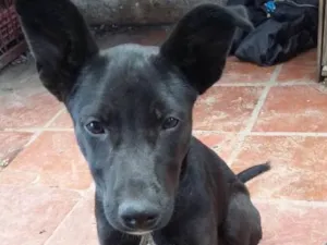 Cachorro raça Vira lata idade 2 a 6 meses nome Neguinho