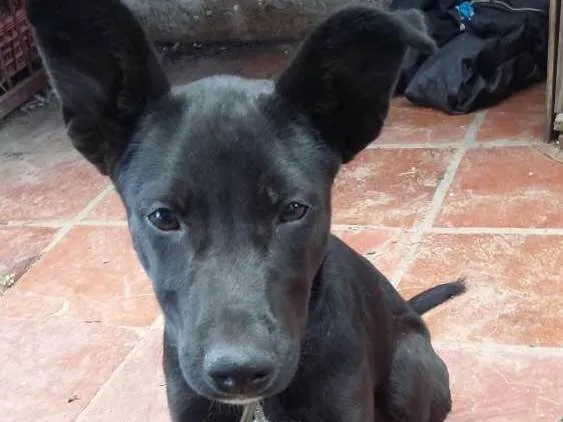 Cachorro ra a Vira lata idade 2 a 6 meses nome Neguinho