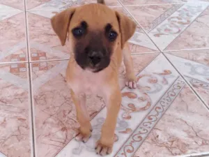 Cachorro raça Mestiça idade 2 a 6 meses nome Sheide