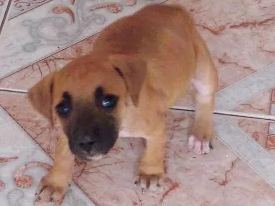 Cachorro raça Mestiça idade 2 a 6 meses nome Sheide