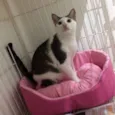 Tigree
