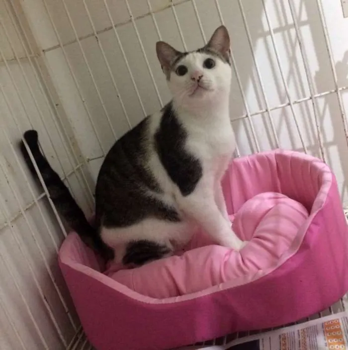 Gato ra a  idade 2 anos nome Tigree