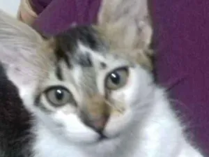 Gato raça  idade 2 a 6 meses nome Bilbo