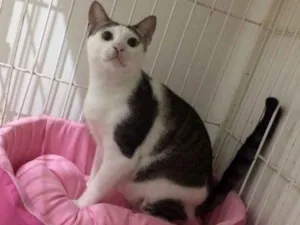 Gato raça  idade 2 anos nome Tigree