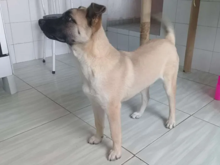 Cachorro ra a vira lata idade 2 a 6 meses nome Thor 