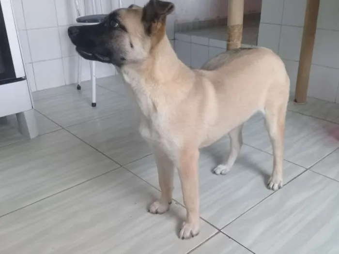 Cachorro ra a vira lata idade 2 a 6 meses nome Thor 
