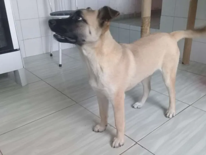Cachorro ra a vira lata idade 2 a 6 meses nome Thor 