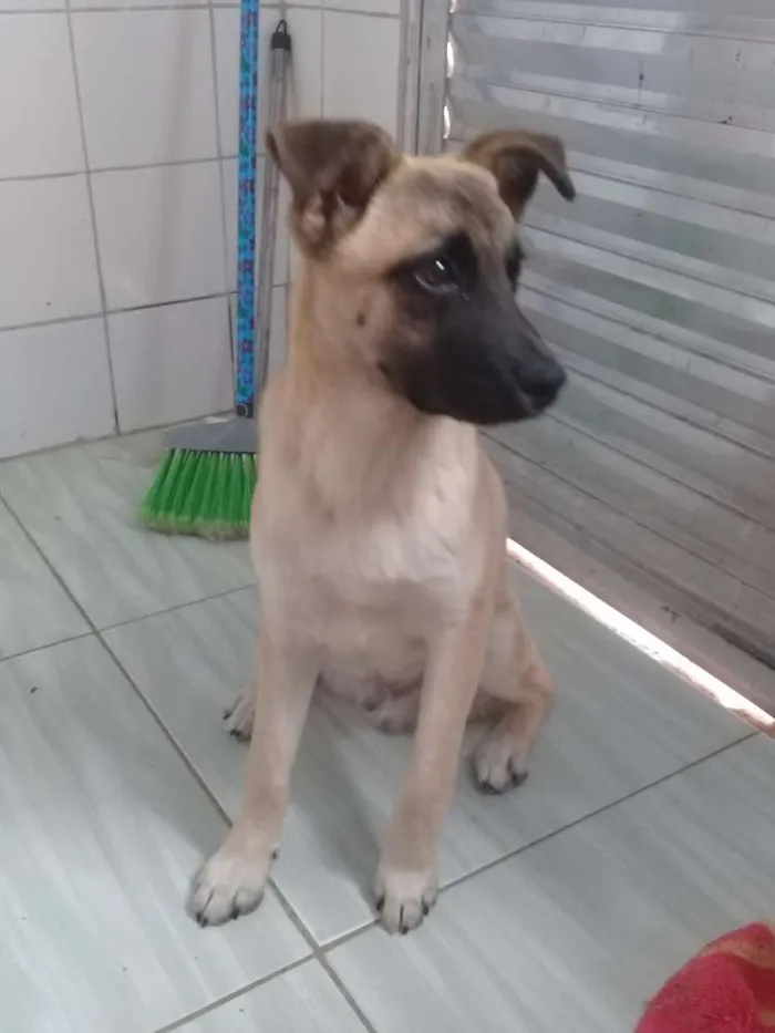 Cachorro ra a vira lata idade 2 a 6 meses nome Thor 