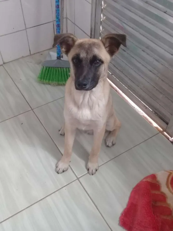 Cachorro ra a vira lata idade 2 a 6 meses nome Thor 