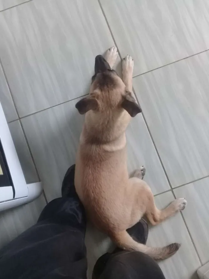 Cachorro ra a vira lata idade 2 a 6 meses nome Thor 