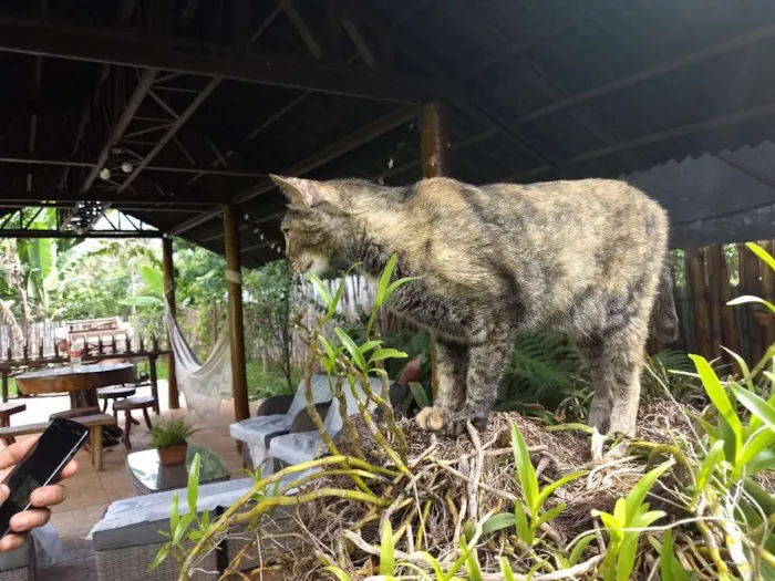 Gato ra a Sem raça definida idade 3 anos nome Pérola