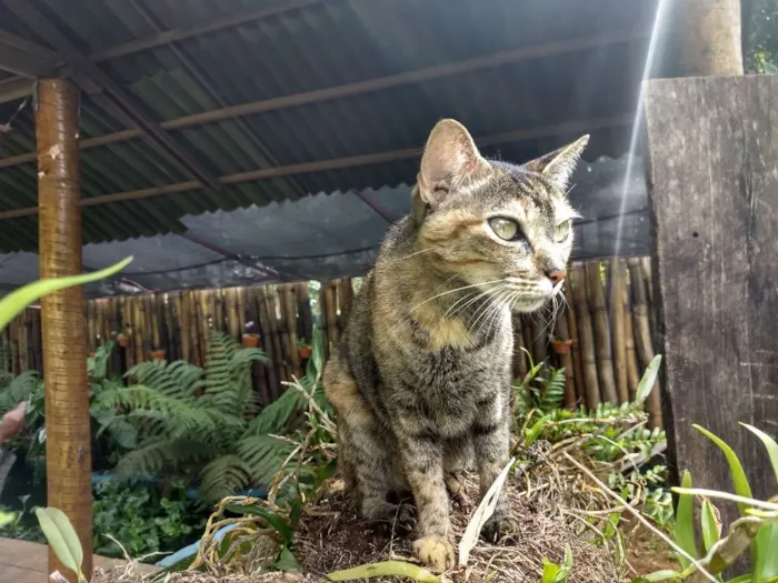Gato ra a Sem raça definida idade 3 anos nome Pérola
