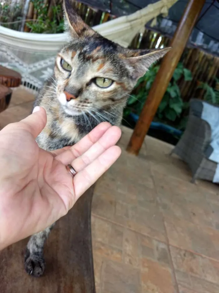 Gato ra a Sem raça definida idade 3 anos nome Pérola